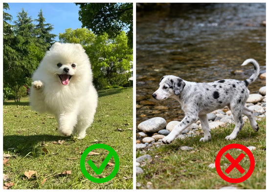 Two dogs, one white and one spotted, with a green check mark and red cross on a natural background.