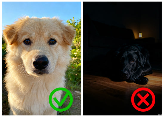 Two images of a dog, one with a green check mark and the other with a red cross, on a background.