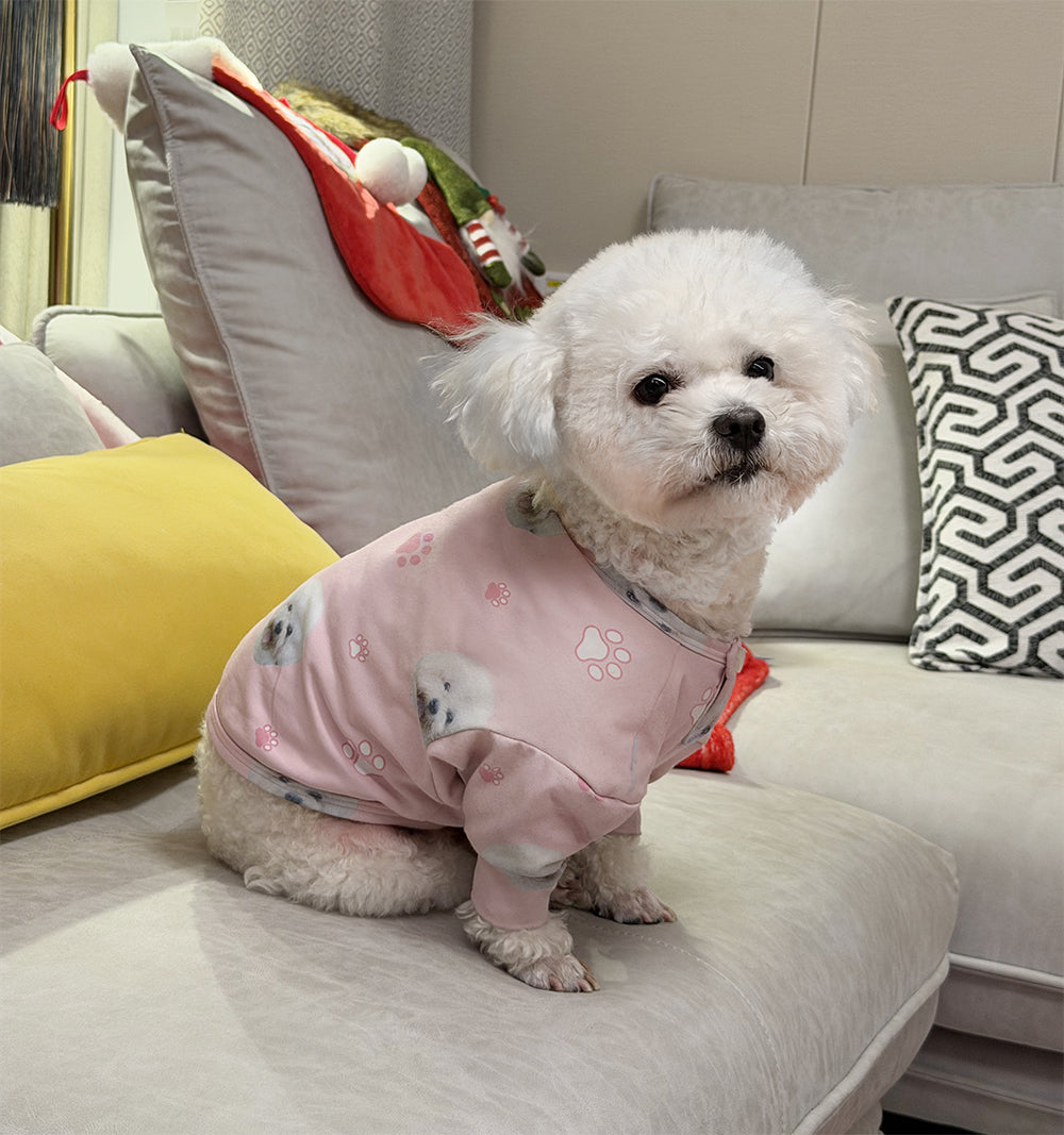 Small white dog wearing a pink outfit sitting on a couch with colorful pillows.